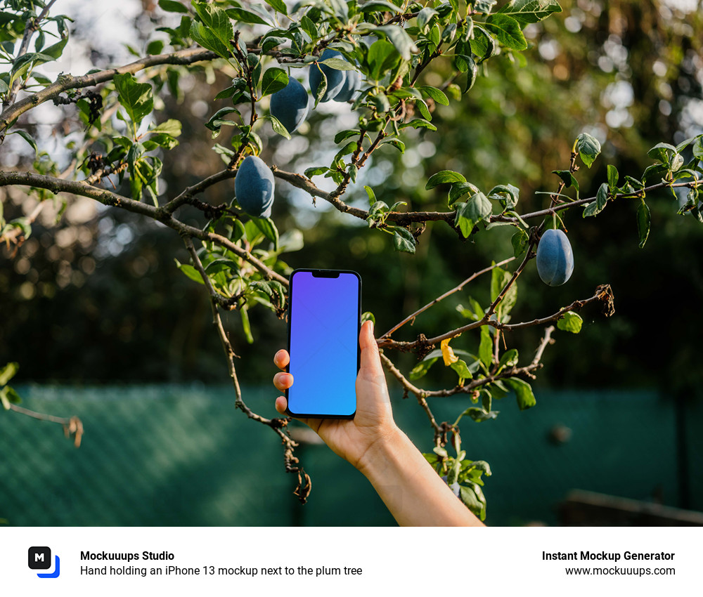 Hand holding an iPhone 13 mockup next to the plum tree