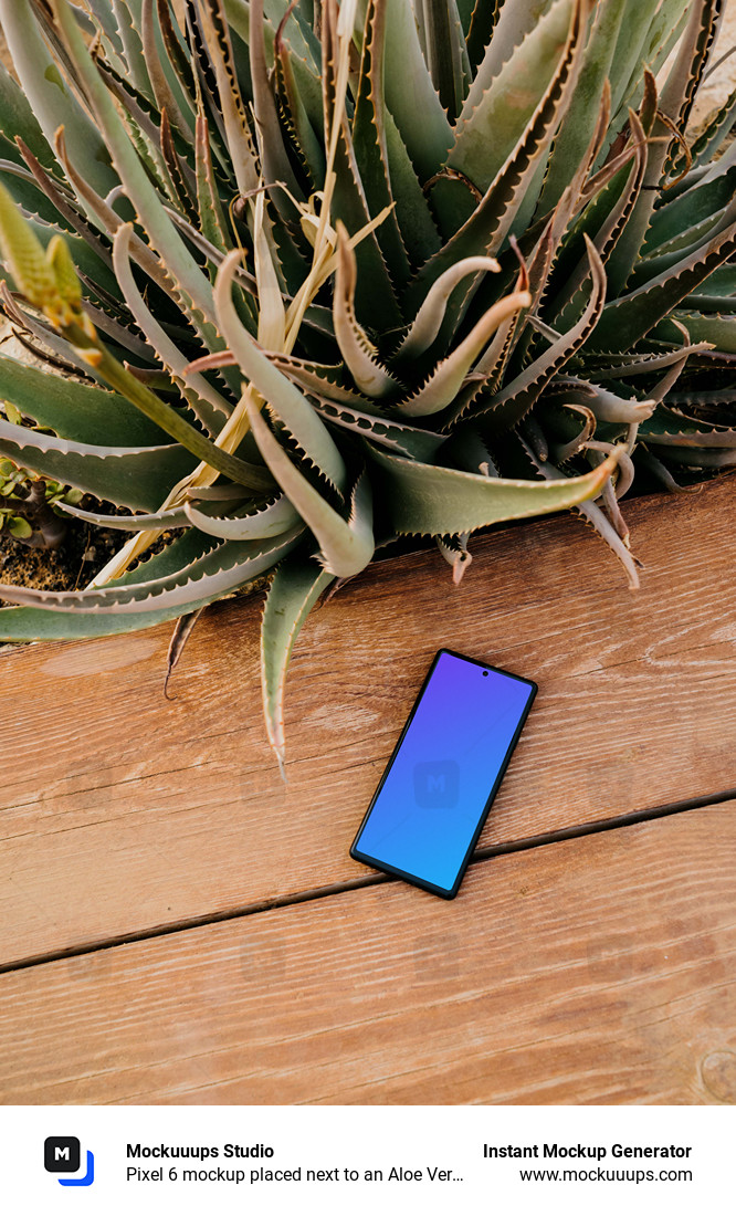Pixel 6 mockup placed next to an Aloe Vera plant