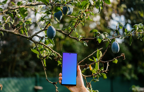 Hand holding a phone mockup next to the plum tree