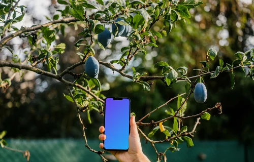 Hand holding an iPhone 13 mockup next to the plum tree
