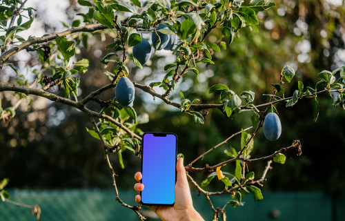 Mão segurando um iPhone 13 mockup ao lado de uma ameixeira