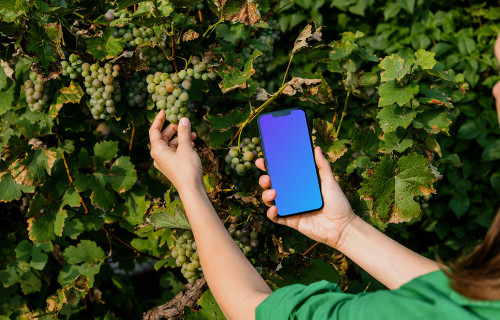 Mujer sosteniendo un iPhone 13 mockup y tomando uvas