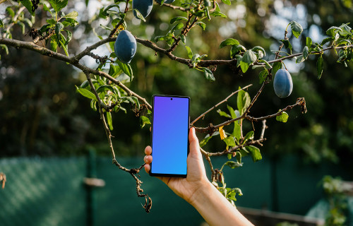 Hand holding a phone mockup next to the plum tree