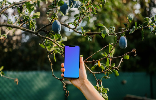 Hand holding an iPhone 13 mockup next to the plum tree