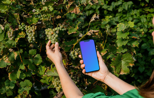 Woman holding an iPhone 13 mockup and taking grapes