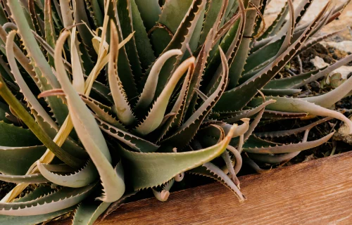 iPhone 13 Pro mockup beside an aloe plant