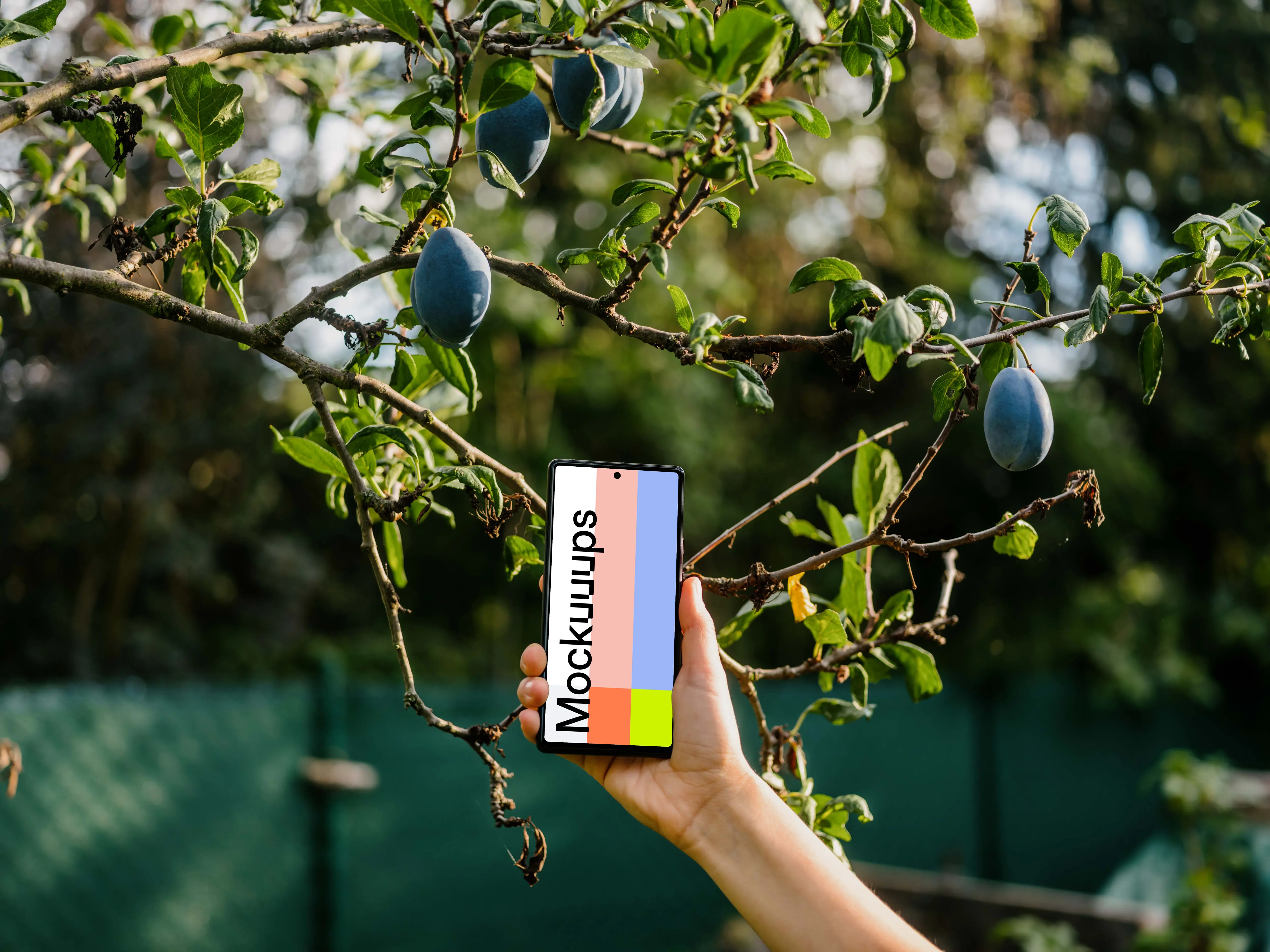 Hand holding a phone mockup next to the plum tree