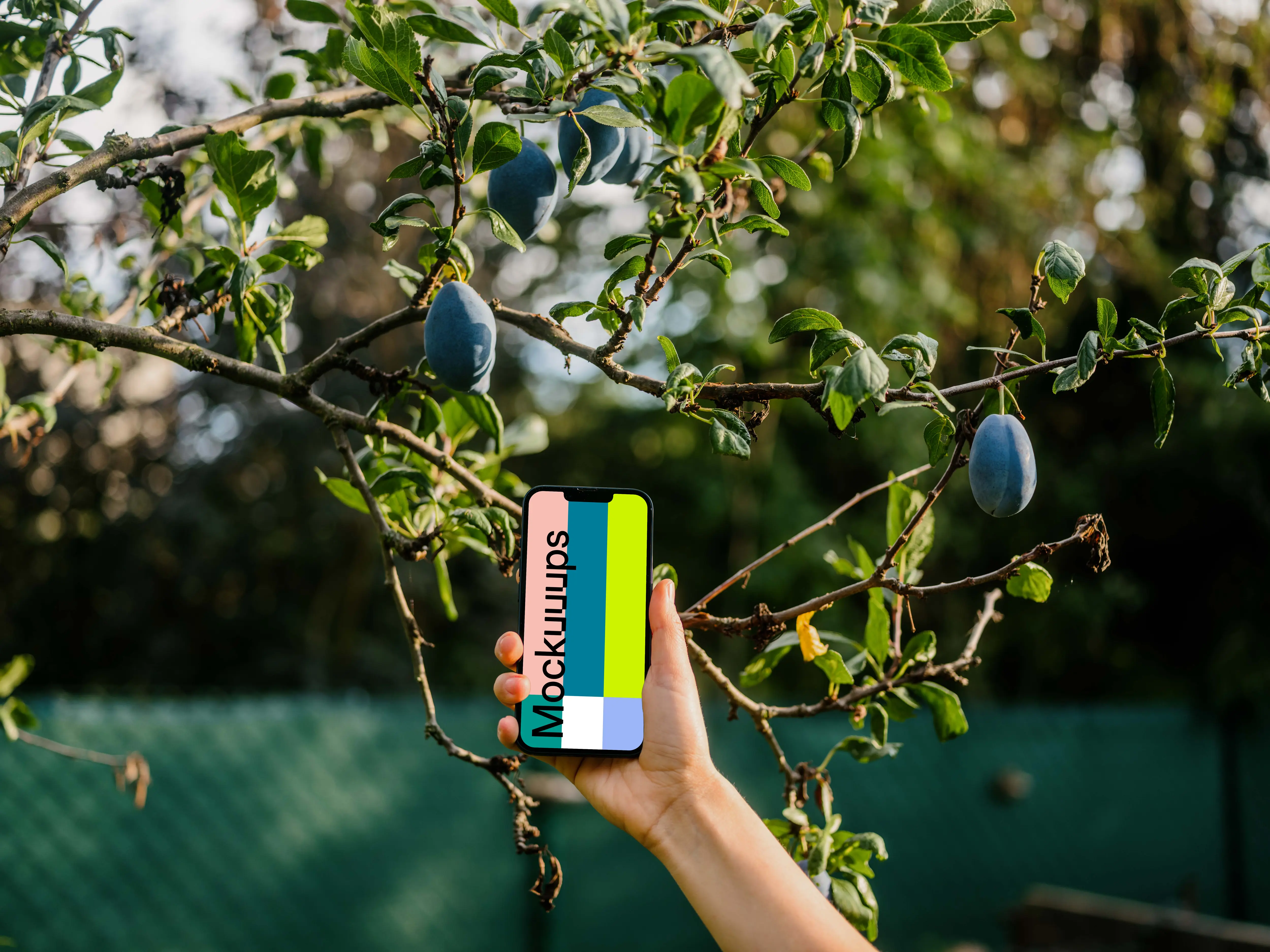 Hand holding an iPhone 13 mockup next to the plum tree
