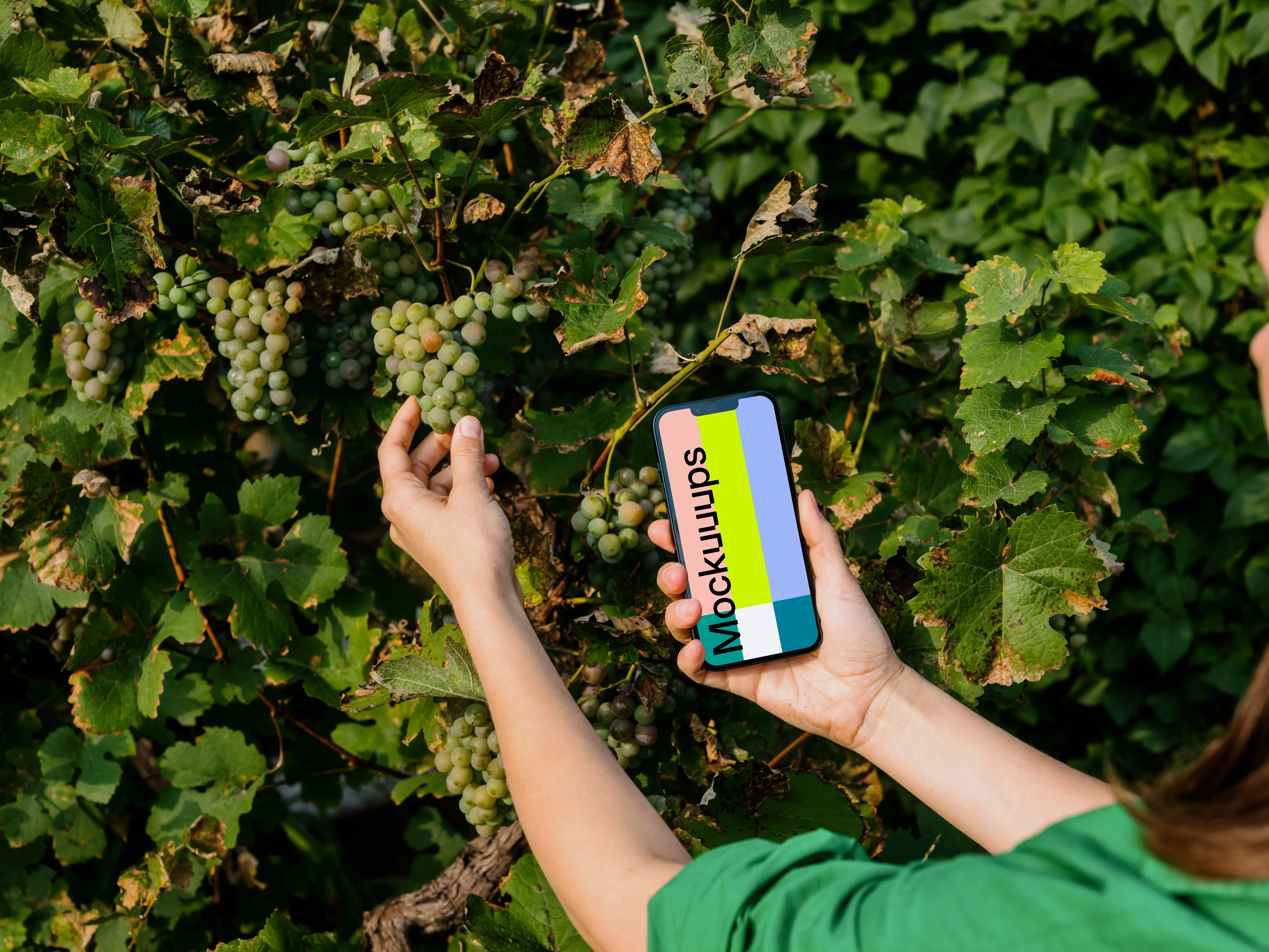 Woman holding an iPhone 13 mockup and taking grapes