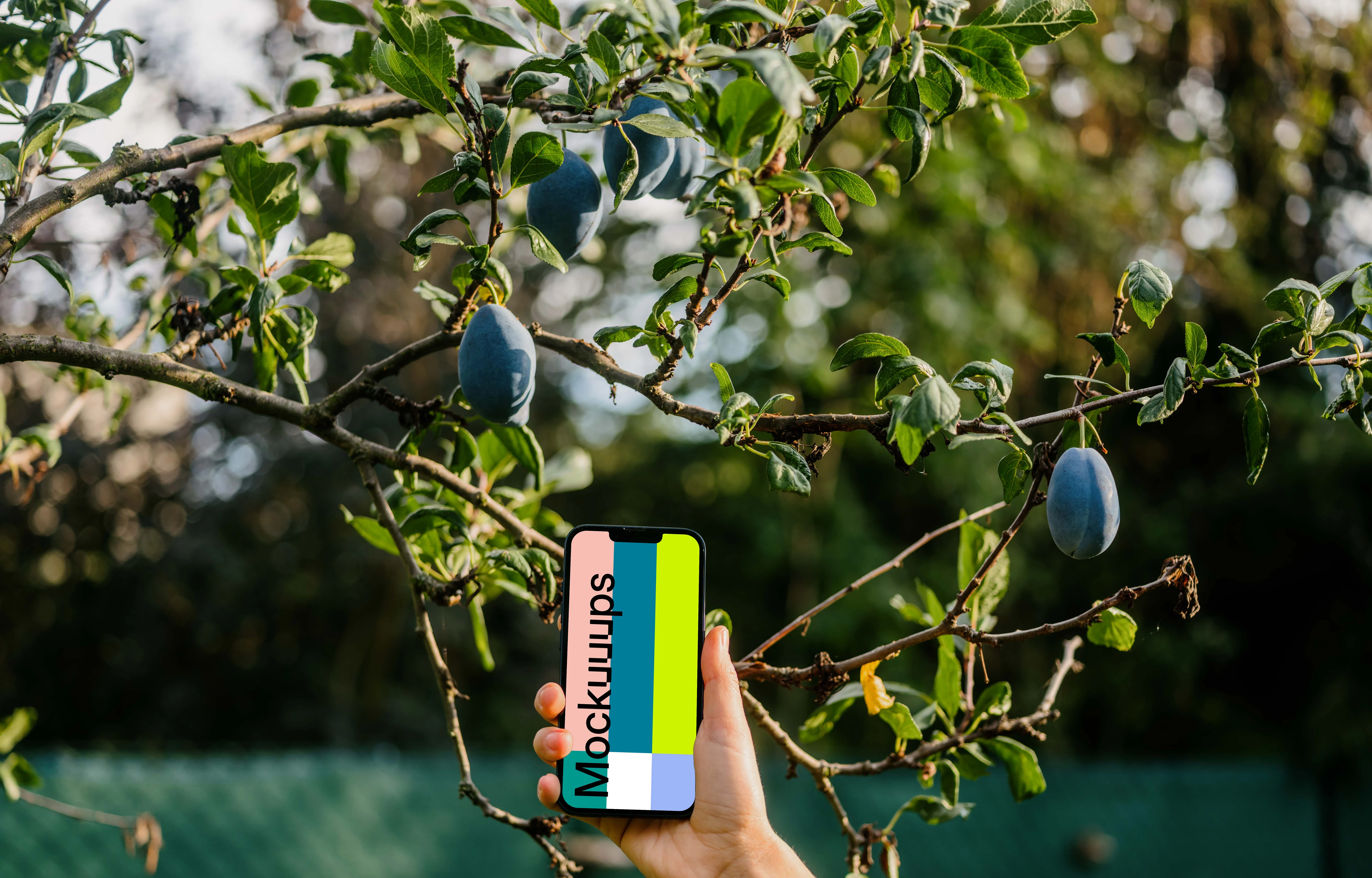 Hand holding an iPhone 13 mockup next to the plum tree