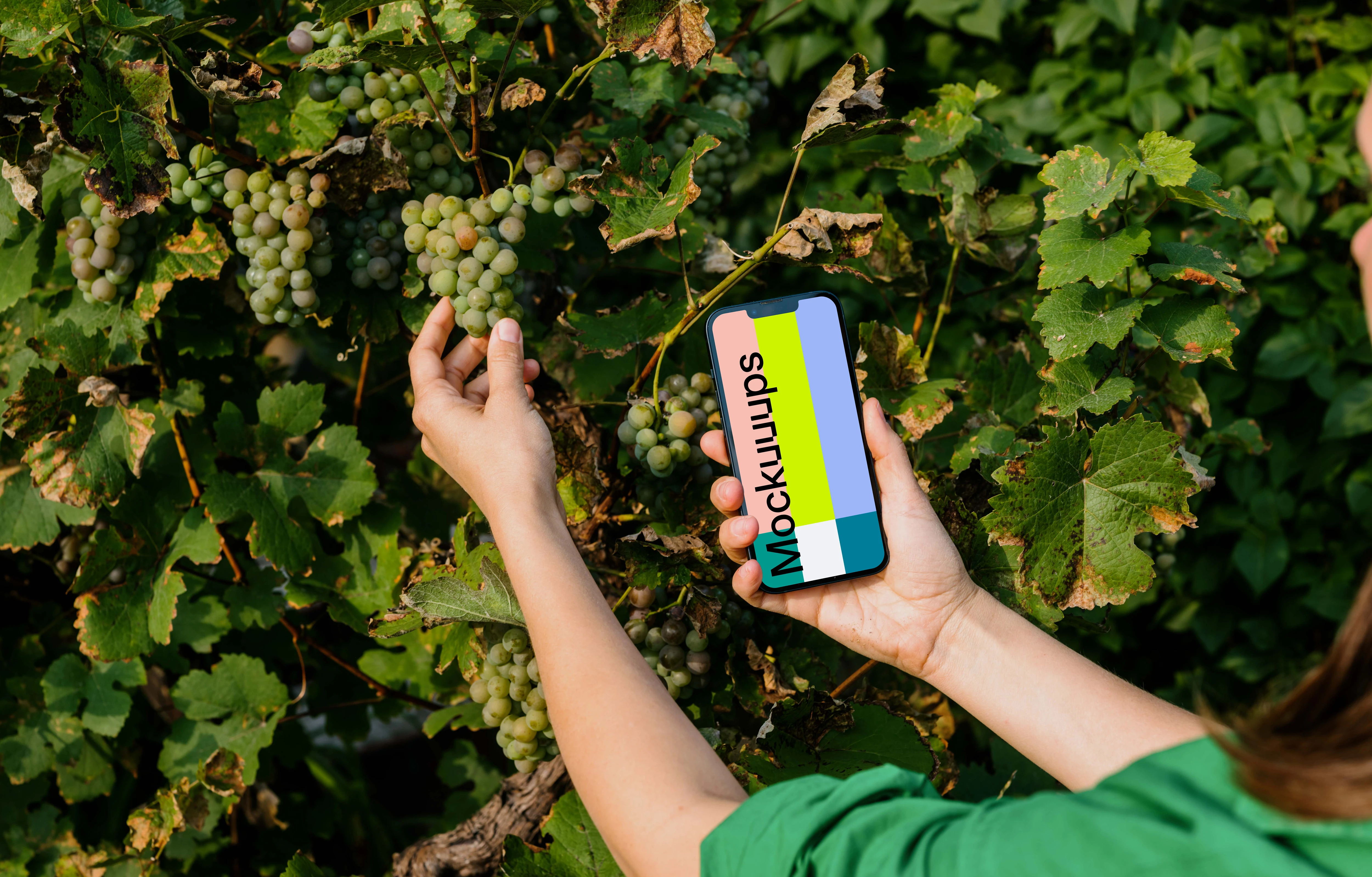 Woman holding an iPhone 13 mockup and taking grapes