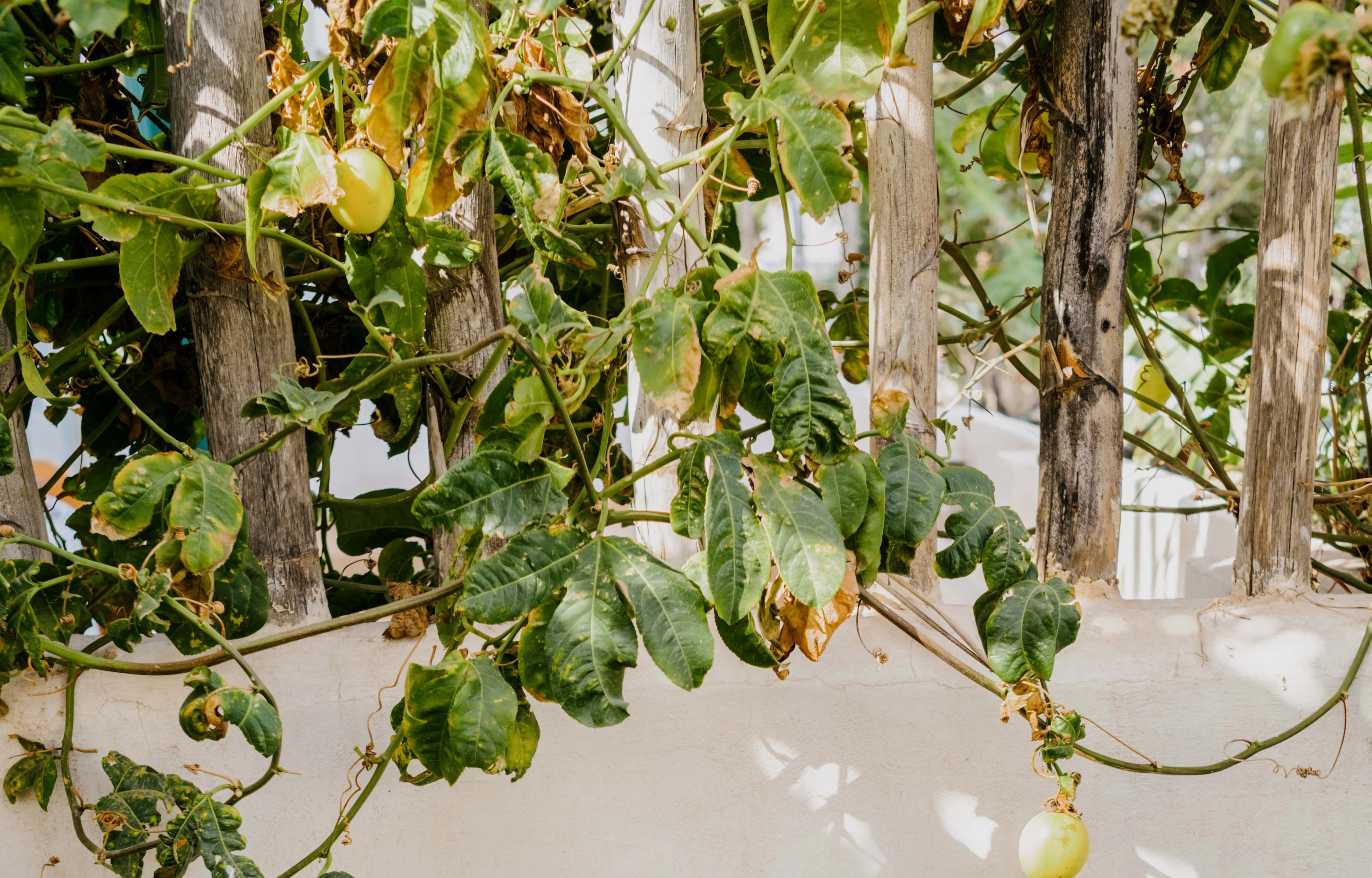 MacBook Pro mockup under a climbing plant