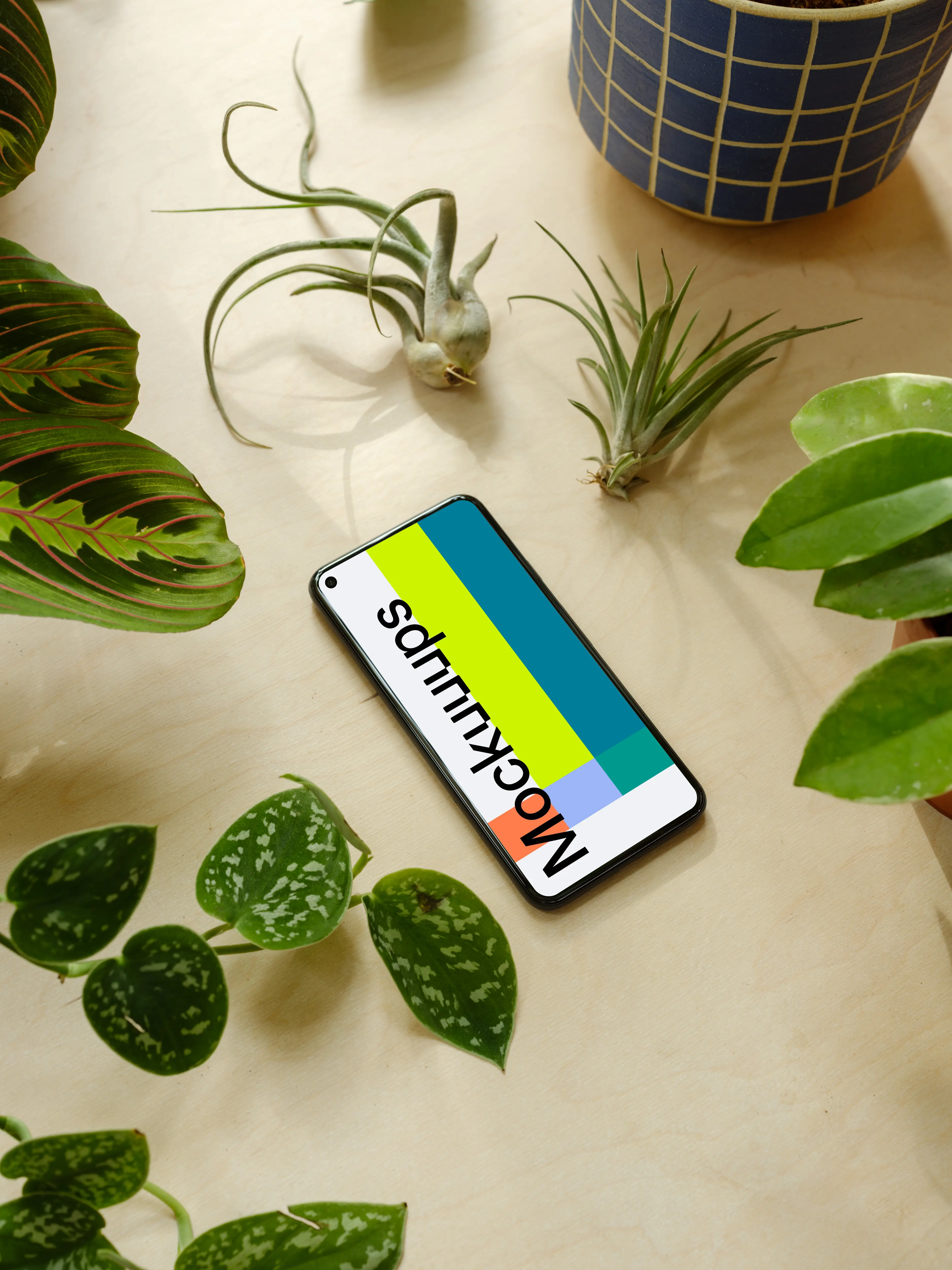 Pixel 5 mockup beside multiple flower pots